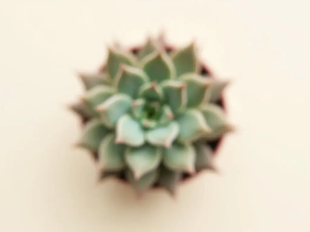 Detailreiche botanische Illustration eines Sempervivum-Sukkulenten in satten Grün- und Rottönen, als Wandbild im Wohnzimmer
